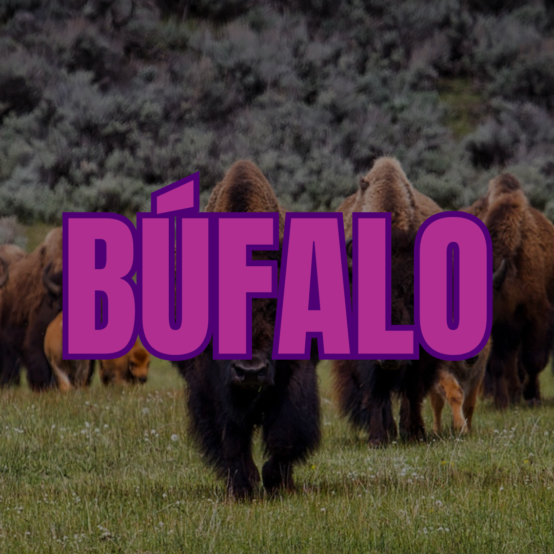 buffalo in spanish.